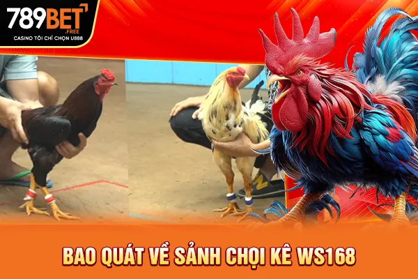 Bao quát về sảnh chọi kê WS168