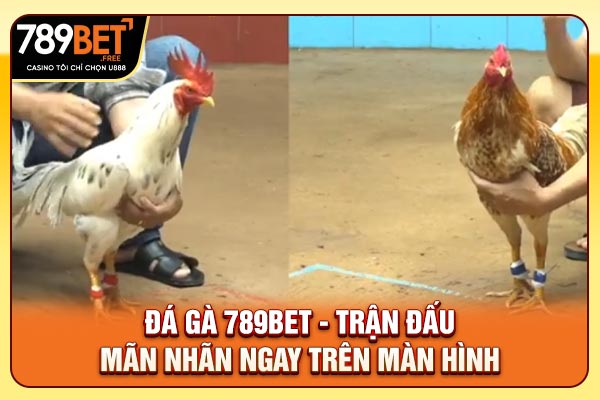 Đá Gà 789bet - Trận Đấu Mãn Nhãn Ngay Trên Màn Hình 2025