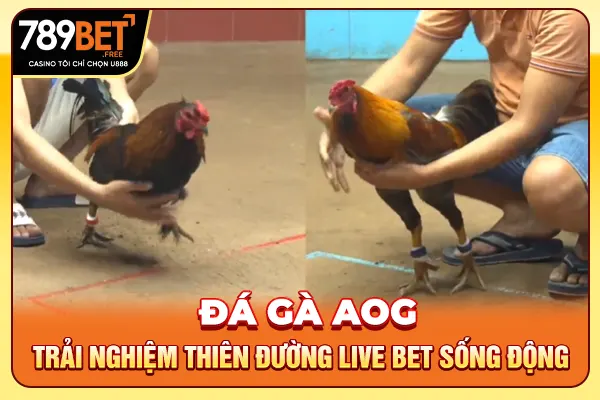 Đá Gà AOG - Trải Nghiệm Thiên Đường Live Bet Sống Động