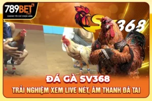 Đá Gà SV368 - Trải Nghiệm Xem Live Nét, Âm Thanh Đã Tai