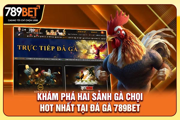 Khám phá hai sảnh gà chọi hot nhất tại đá gà 789bet Khám phá hai sảnh gà chọi hot nhất tại đá gà 789bet