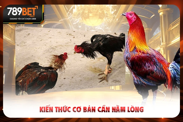 Kiến thức cơ bản cần nằm lòng
