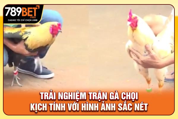 Trải nghiệm trận gà chọi kịch tính với hình ảnh sắc nét Trải nghiệm trận gà chọi kịch tính với hình ảnh sắc nét