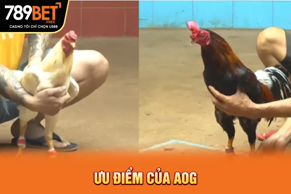 Ưu điểm của AOG